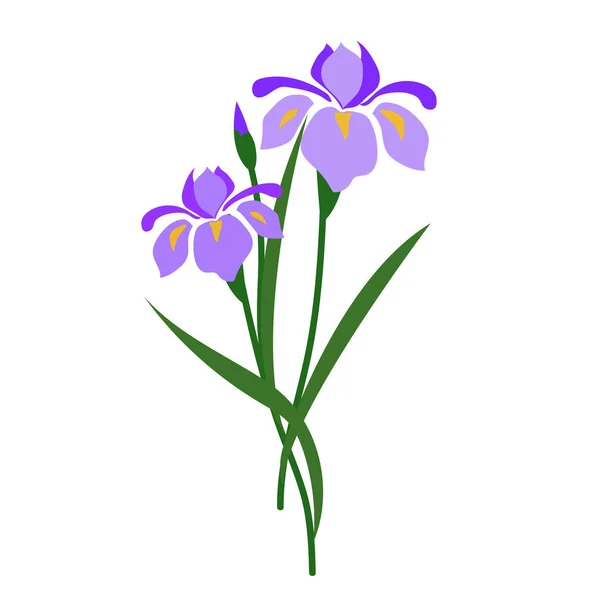 Natuur Paars Bloem Iris Vector Plantentuin Floral Blad Plant — Stockvector