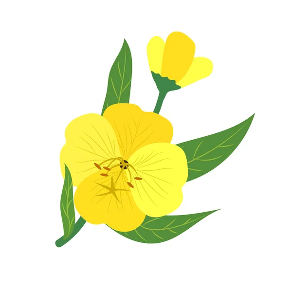 Aard Van Bloem Gele Evening Primrose Vector Plantentuin Floral Blad — Stockvector