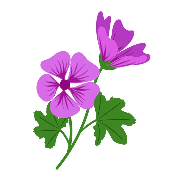 Natureza Flor Violeta Malva Vetor Botânico Jardim Floral Folha Planta —  Vetores de Stock