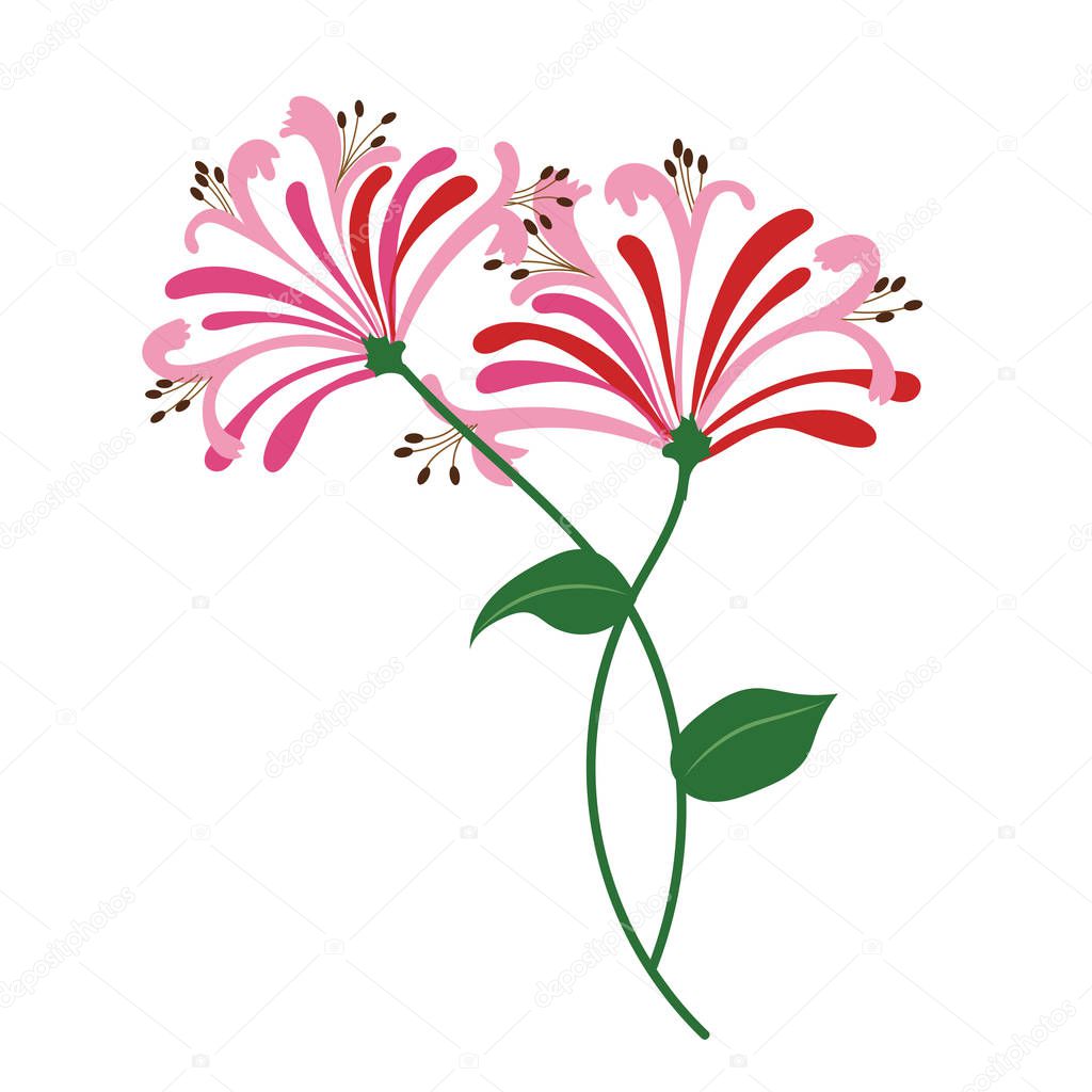 Nature flower pink honeysuckle, vector botanic garden floral leaf plant.