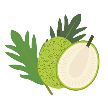 Healthy organic breadfruit, colorful tropical nature fresh fruit objects. clipart