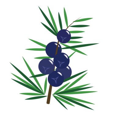 Sağlıklı organik juniper berry, renkli tropikal doğa taze meyve nesneleri.