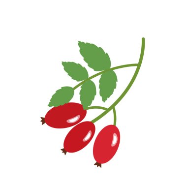 Doğa organik sebze Rose hips, sağlıklı renkli sebze baharat bileşen vektör.