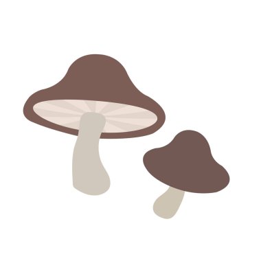 Doğa organik sebze Boletus mantar, sağlıklı vektör renkli sebze baharat bileşen.