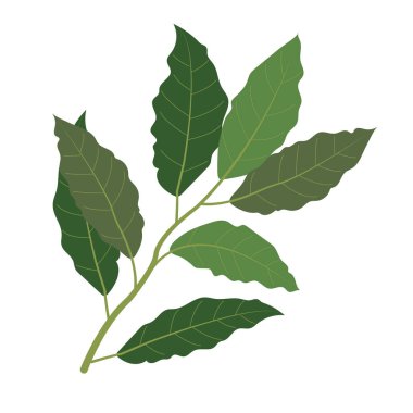 Doğa organik bitkisel defne yaprağı, sağlıklı vektör renkli sebze baharat bileşen.