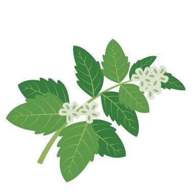 Doğa organik sebze Yeşil fesleğen, sağlıklı vektör renkli sebze baharat bileşen.