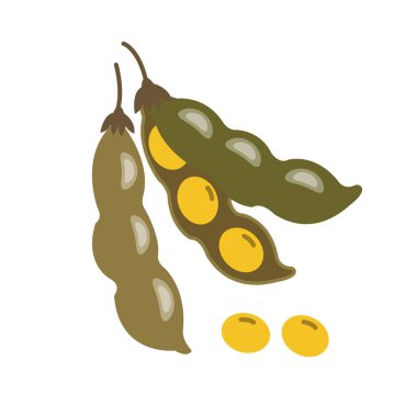 Doğa organik sebze soya fasulyesi, sağlıklı vektör renkli sebze baharat bileşen.