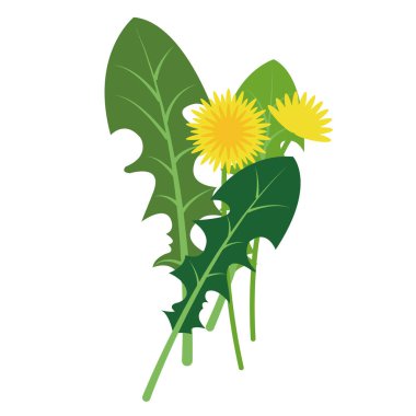 Doğa organik sebze karahindiba yaprak, sağlıklı vektör renkli sebze baharat bileşen.