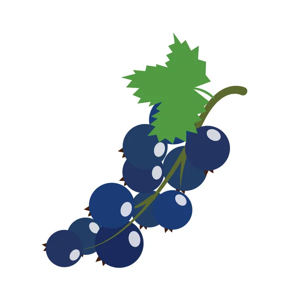 Sano Ribes Nero Biologico Colorata Natura Tropicale Oggetti Frutta Fresca — Vettoriale Stock