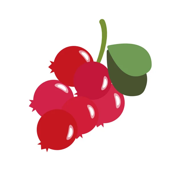 Cowberry Lingoberry 다채로운 자연의 신선한 — 스톡 벡터