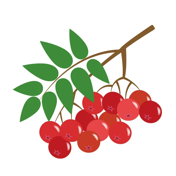 健康有机红花莓 七彩热带自然新鲜水果对象 — 图库矢量图片