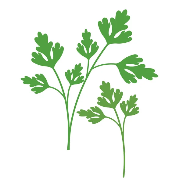自然有機野菜パセリ 健康的なベクトル カラフルな食品野菜スパイス成分 — ストックベクタ