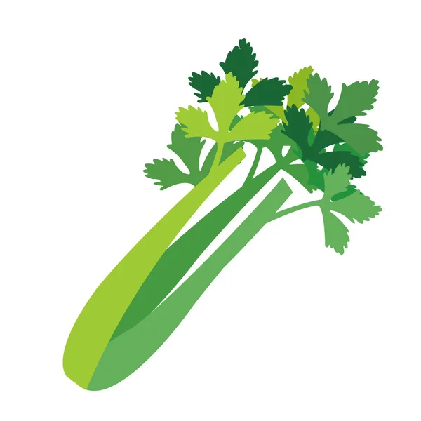 Naturaleza Vegetal Ecológico Apio Vector Saludable Colorido Alimento Vegetal Ingrediente — Vector de stock