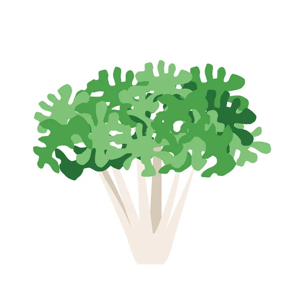 Nature Légume Biologique Bouclé Endive Vecteur Sain Coloré Nourriture Légume — Image vectorielle