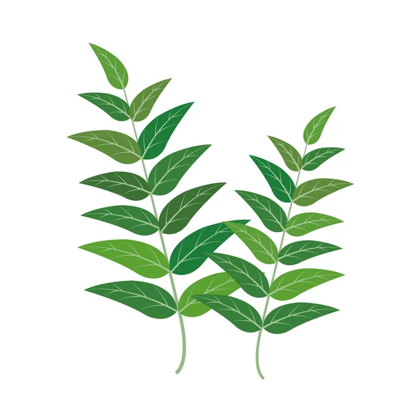 Nature Légume Biologique Feuille Curry Vecteur Sain Coloré Aliment Légume — Image vectorielle