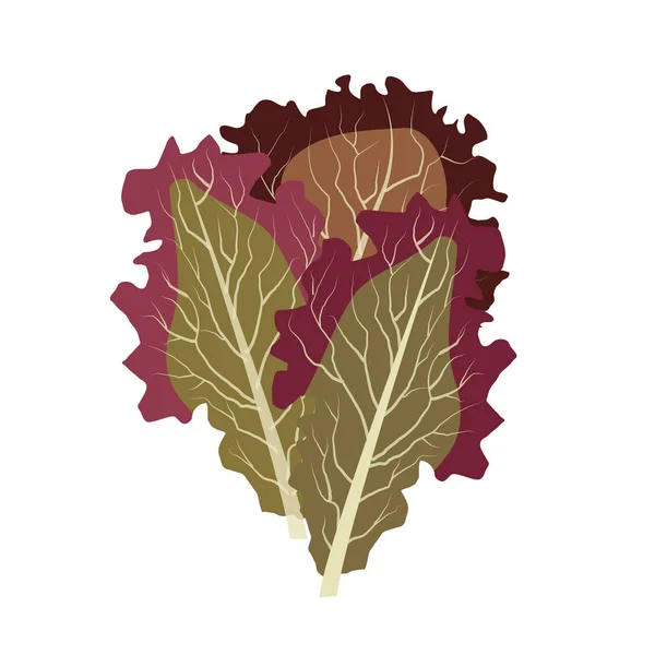 Naturaleza Vegetal Ecológico Lollo Rosso Vector Saludable Colorido Alimento Vegetal — Vector de stock