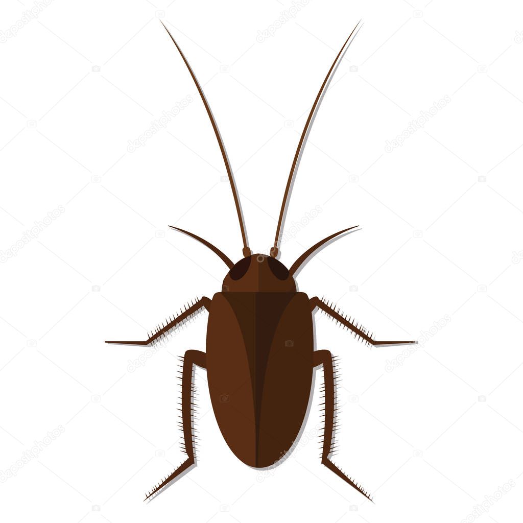 Nursery nature insect vector cockroach