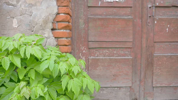 Retro Vintage Alte Kaputte Betonziegelwand Und Hölzerne Tür Pflanze Blatt — Stockfoto