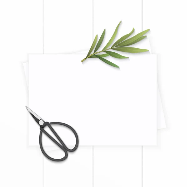 フラット レイアウト平面図エレガントなホワイト組成紙タラゴンの葉 — ストック写真