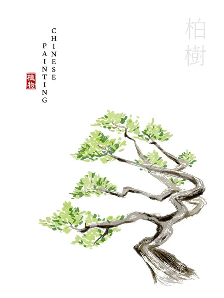 Aquarel Chinese inkt verf kunst illustratie natuur plant uit het boek van liederen Oosterse Cypress. Vertaling voor het Chinese woord: plant en Cypress — Stockvector