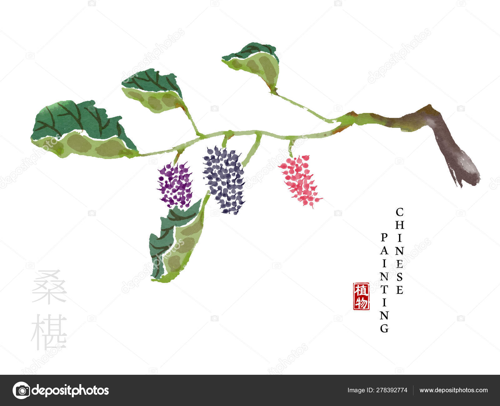 水彩画中国のインクペイントアートイラスト自然植物の歌の書マルベリー 中国語の翻訳 植物とマルベリー ストックベクター C Kusabi 水彩画中国のインクペイントアートイラスト自然植物の歌の書マルベリー 中国語の翻訳 植物とマルベリー ストックベクター C Kusabi