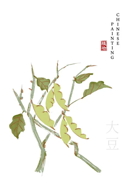 水彩画中国のインクペイントアートイラスト自然植物「歌の書大豆」から。中国語の翻訳 : 植物と大豆 — ストックベクタ