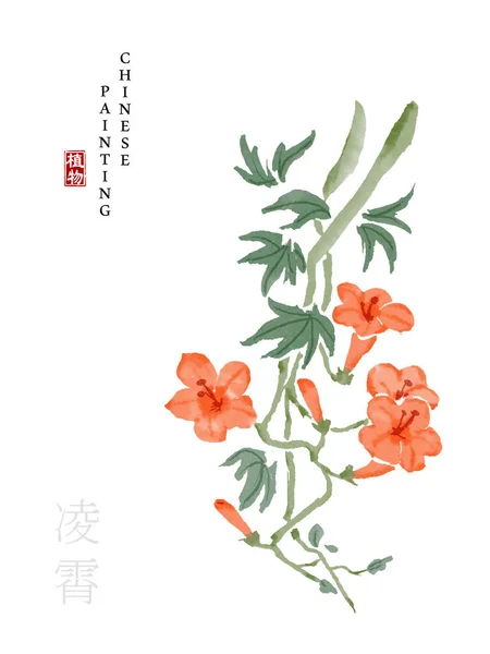 Aquarel Chinese inkt verf kunst illustratie natuur plant uit het boek van de liederen Chinese trompet Creeper. Vertaling voor het Chinese woord: plant en Chinese trompet Creeper — Stockvector