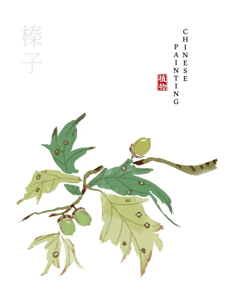 Akvarell kinesiska bläck måla konst illustration natur växt från boken av sånger hasselnöt. Översättning för det kinesiska ordet: växt och hasselnöt — Stock vektor