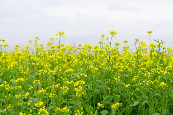 Verkrachting bloemenveld en bewolkte lucht in de provincie Qinghai China — Stockfoto