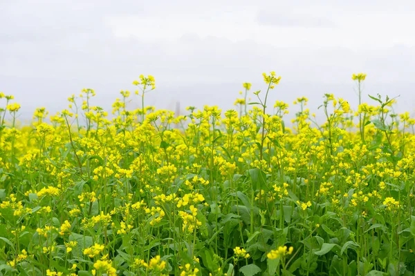 Campo di fiori di stupro e cielo nuvoloso nella provincia di Qinghai Cina — Foto Stock