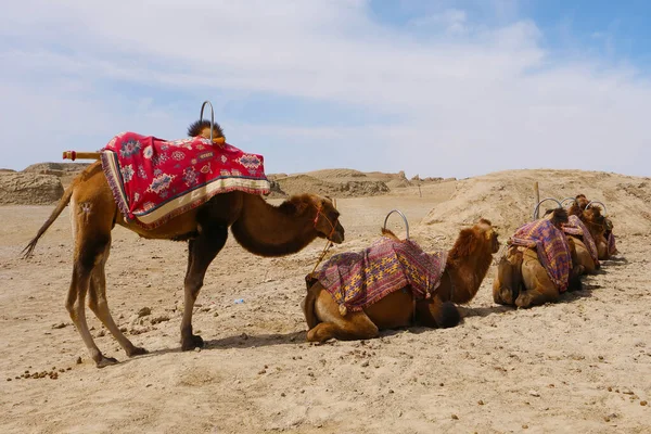 Krajina pohled na vodní Yadan Geopark a velbloud v Dunhuang Gans — Stock fotografie