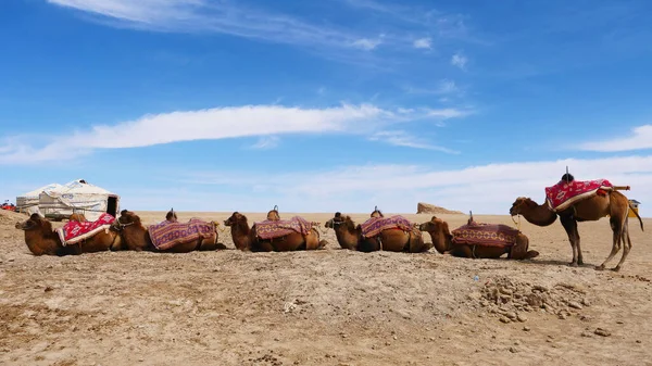 Vista paisagem da água Yadan Geopark e camelo em Dunhuang Gans — Fotografia de Stock