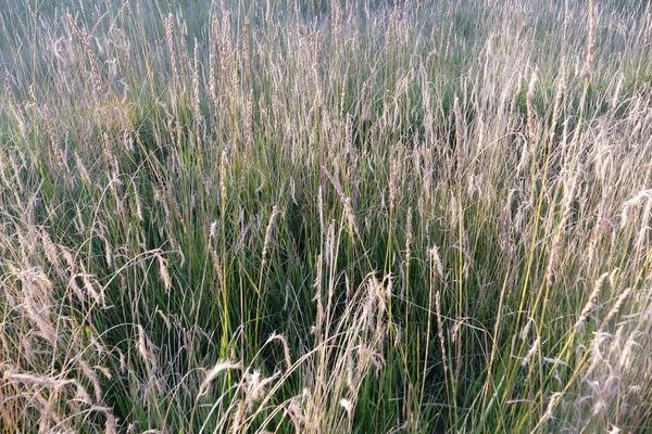 Nature herbe fond de champ dans la région pittoresque de la montagne Qilian — Photo