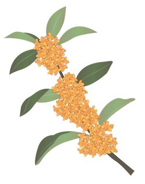 Japon biçim vektörü Osmanthus parfümleri