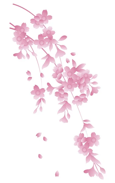 Estilo Japonês Vetor Rosa Sakura Flor Cereja —  Vetores de Stock
