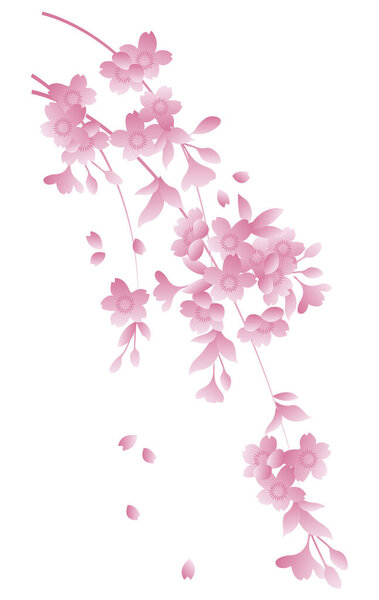 Japanese style vector pink sakura cherry blossom flower