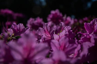 Arka plan, tasarım, bahar, pembe çiçek çiçeklenme