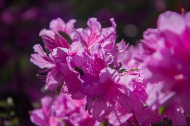 Arka plan, tasarım, bahar, pembe çiçek çiçeklenme