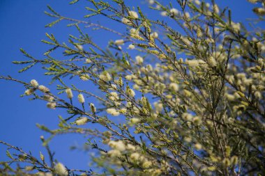 Paskalya arka plan bahar çiçekleri. Yukarıdan görüntülemek.