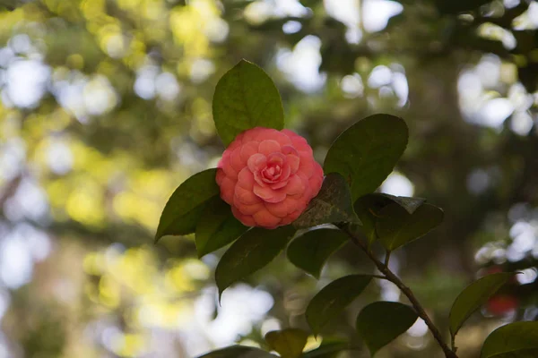 Güzel gül bush, beyaz, pembe, Tasarım Rose, kırmızı, arka plan, yatay, Hediyelik, güzel, parlak, nazik, sevgi, romantizm, sezon, yaz, Güzellik, Doğa, Bahçe, bitki, yapısı, yaprakları, Petal, çiçekli, Flora, Floral, pembe, yumuşak, Romantik, Spri