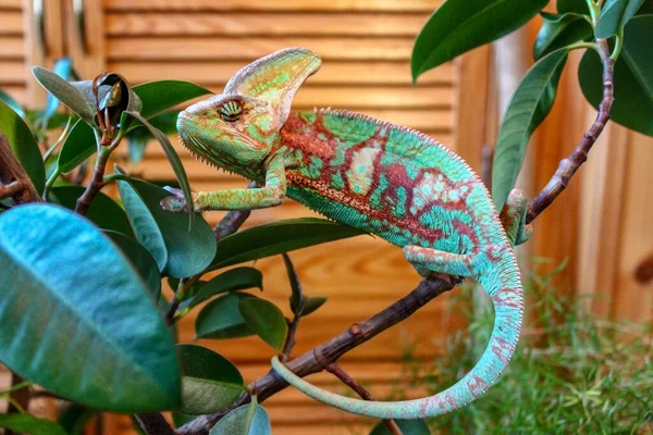 Barevný Chameleon Šplhá Větvích Džungle Mnohobarevný Chameleon Změní Barvu Při Stock Snímky