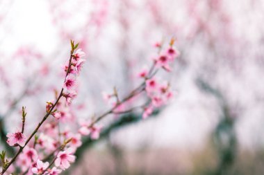 Şeftali ağacı nın yakın çekiminde pembe çiçekler
