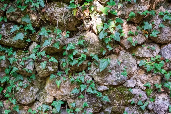 Alte Mauer mit Efeu bewachsen — Stockfoto