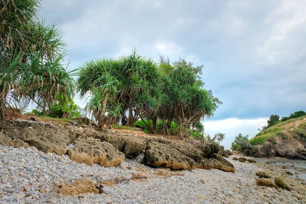Denize yakın kayalık bir sahilde Pandanus ağaçları.