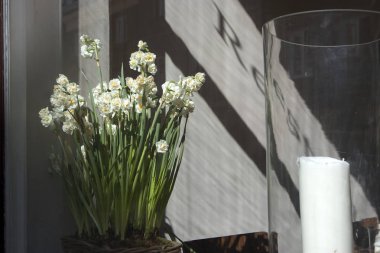 Bir restoran pencerede bir hasır sepet içinde beyaz nergis