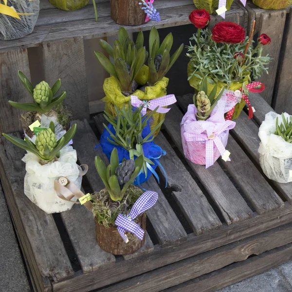 Jacintos y ranúnculos en macetas en venta — Foto de Stock