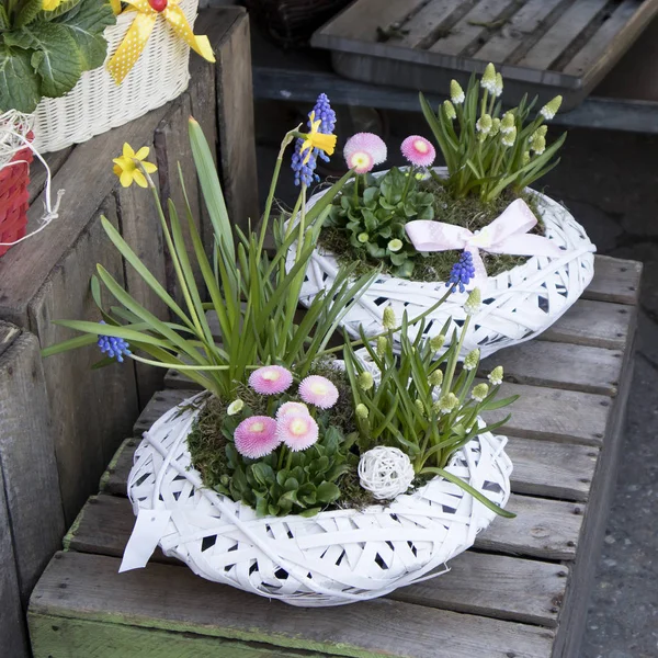 Hyacinths and ranunculus in pots for sale — Stock Photo, Image