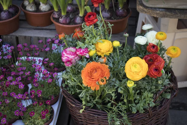 Ranunculus et marguerites à vendre dans le magasin — Photo