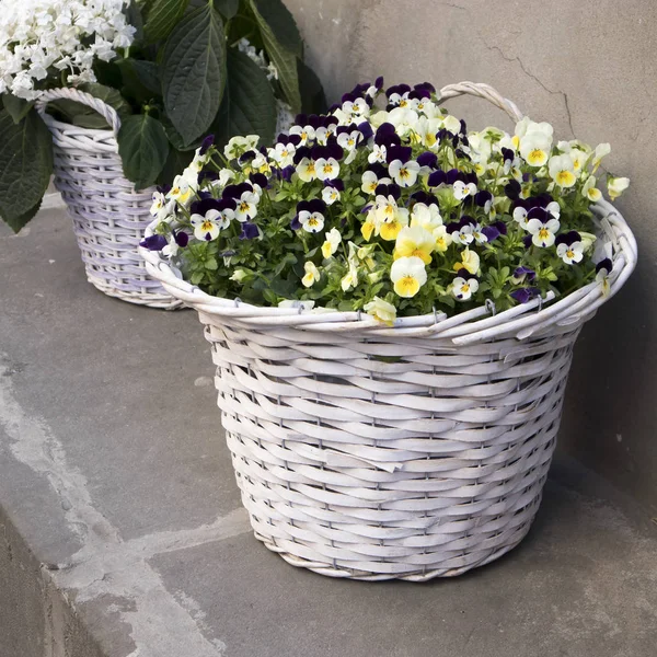 Violetas amarillas y hortensias blancas en grandes cestas de mimbre a la entrada del restaurante en la calle como adorno . — Foto de Stock