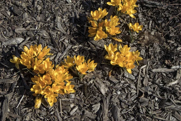 Beautiful yellow crocus flowers on the glade — Stock Photo, Image